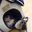 azuki