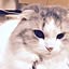 sumire