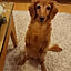mammychoko