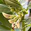 soramame