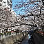 MIKESAKURA