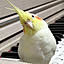 koimo