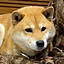 Masami
