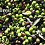 olive.plus