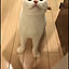 piyomaru
