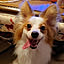 zuppi
