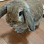 ruru