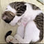 Ayaka_cat