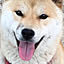 inaba_178_0212