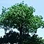 miyabu-