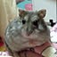 hasu