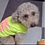 gucchiko