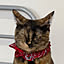 nekotsuki