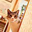Akemi