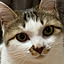 odeko