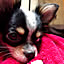 ramu29