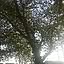 happyleaf0528