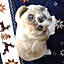 Cocosuke