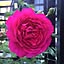 Bluerose