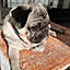 pugtomo