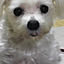 yoshie1197