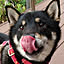 tsutawarimasu