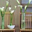 calla