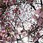 Spring_Flower