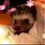 tamarin