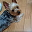 miho