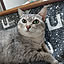jkabmymycat
