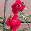 RoseLife5818
