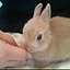 fleur-du-lapin