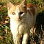 nyarome