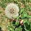 botanical884