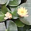 lotus