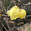 Ume