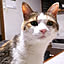 mikeneko