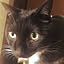 RR.cat