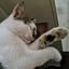 eriko_meets_cat