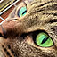 cat5