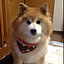 Ryo