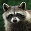 TANUKI