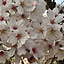 sakura-saku.