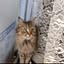 catmama