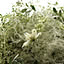 poplar