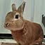 rabbit