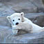 shirokuma