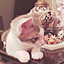nekomania