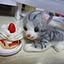 catlover